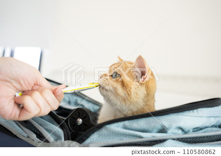 travel with gold british cat in summer cloth and live in pet friendly hotel travel with gold british cat in summer cloth and live in pet friendly hotel 110580862