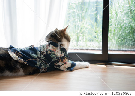 travel with scottish cat in summer cloth and live in pet friendly hotel 110580863