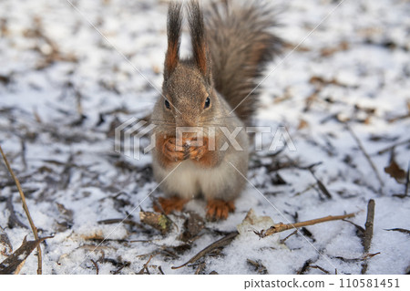 Grey squirrel feeding in the park 110581451