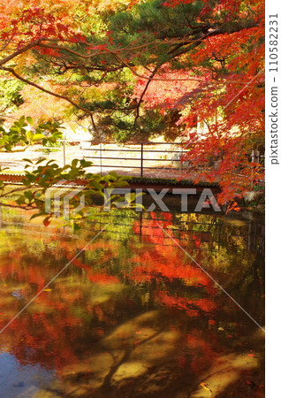 Autumn leaves at Sogi Park (Toki City, Gifu Prefecture) Autumn leaves at Sogi Park (Toki City, Gifu Prefecture) 110582231