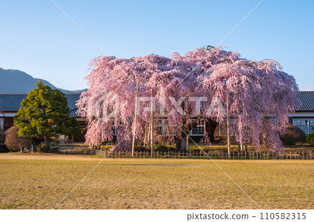 Weeping cherry blossoms at Kihara School (evening) 110582315