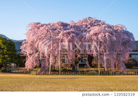 Weeping cherry blossoms at Kihara School (evening) Weeping cherry blossoms at Kihara School (evening) 110582319
