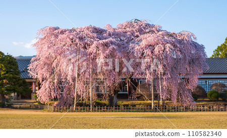 木原學校的垂枝櫻花（傍晚） 110582340