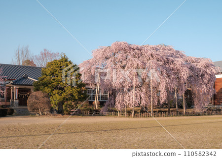 木原學校的垂枝櫻花（傍晚） 110582342