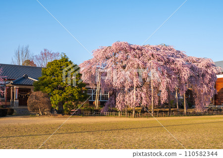Weeping cherry blossoms at Kihara School (evening) 110582344