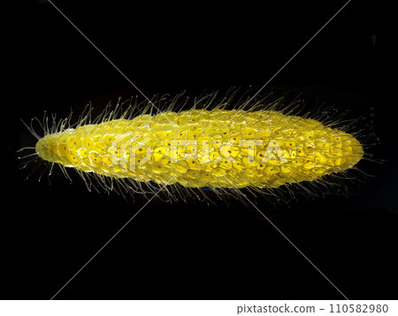 bactery animal isolated 110582980