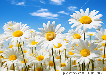 Generative AI a row of daisies and some daisies flowers close up Generative AI a row of daisies and some daisies flowers close up 110583033