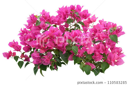 Pink Bougainvillea flower on white background. 110583285