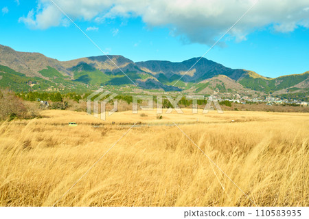 神奈川/仙石原潘帕斯草原 110583935