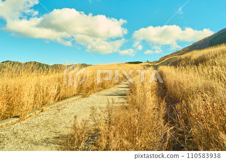 Kanagawa/Sengokuhara pampas grassland Kanagawa/Sengokuhara pampas grassland 110583938