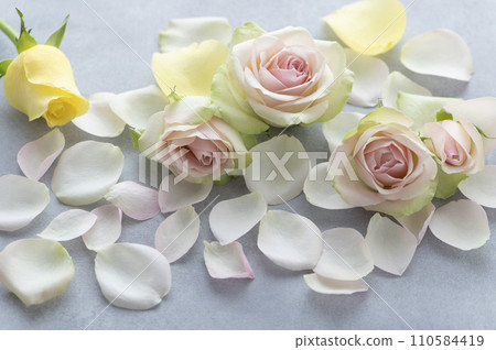 Rose flower and petal Rose flower and petal 110584419