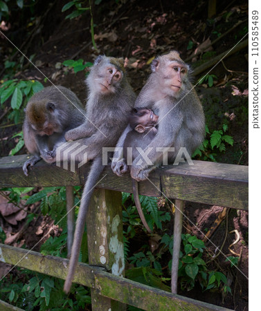 Balinese long tailed macaque monkeys in Ubud Monkey Forest, Ubud, Bali, Indonesia. Balinese long tailed macaque monkeys in Ubud Monkey Forest, Ubud, Bali, Indonesia. 110585489