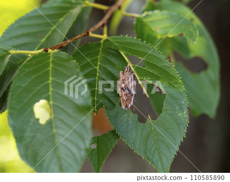 垂懸在新鮮的綠樹上的風蟲 110585890