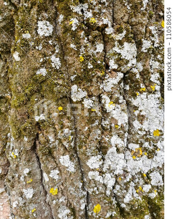Tree bark as a background view 110586054
