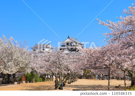 [愛媛縣]櫻花盛開的松山城天守閣 110586335