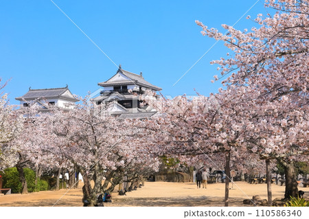 [愛媛縣]櫻花盛開的松山城天守閣 110586340