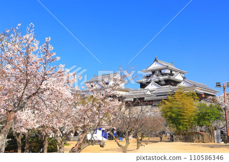 [Ehime Prefecture] Matsuyama Castle castle tower with cherry blossoms in full bloom 110586346
