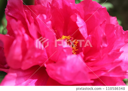 Peony ~ ~ ✿Peony✿ ~ ~ 110586348