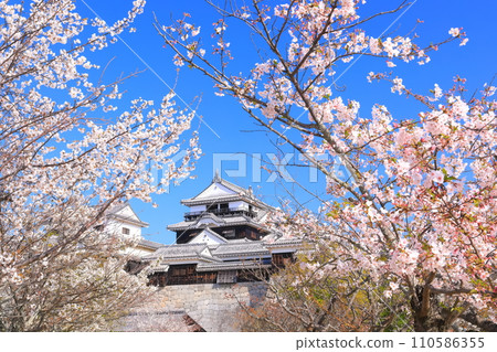 [Ehime Prefecture] Matsuyama Castle castle tower with cherry blossoms in full bloom 110586355