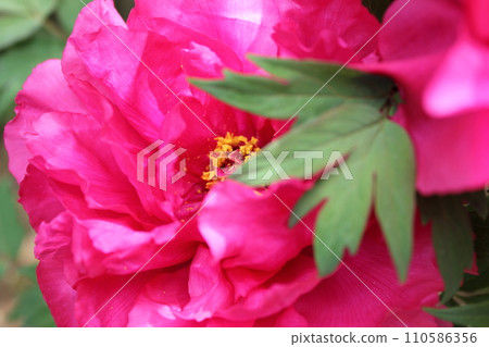 Peony ~ ~ ✿Peony✿ ~ ~ 110586356