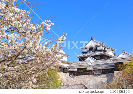 [愛媛縣]櫻花盛開的松山城天守閣 110586363