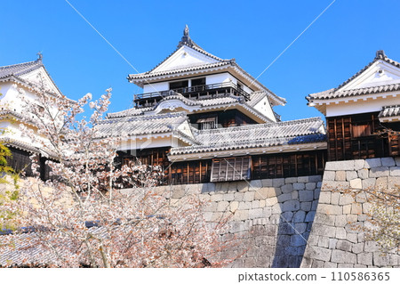 [愛媛縣]櫻花盛開的松山城天守閣 110586365