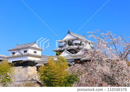 [Ehime Prefecture] Matsuyama Castle castle tower with cherry blossoms in full bloom 110586376