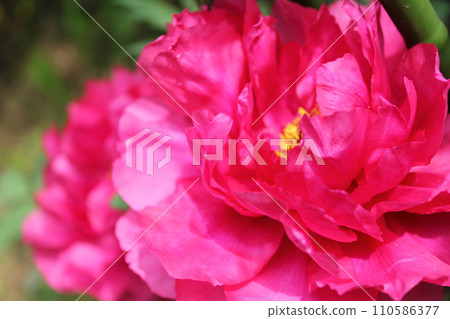 Peony ~ ~ ✿Peony✿ ~ ~ Peony ~ ~ ✿Peony✿ ~ ~ 110586377