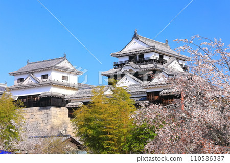 [Ehime Prefecture] Matsuyama Castle castle tower with cherry blossoms in full bloom 110586387