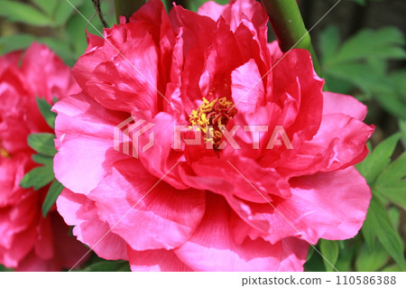 Peony ~ ~ ✿Peony✿ ~ ~ Peony ~ ~ ✿Peony✿ ~ ~ 110586388