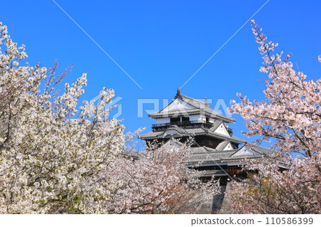 [Ehime Prefecture] Matsuyama Castle castle tower with cherry blossoms in full bloom 110586399