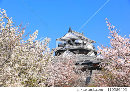 [愛媛縣]櫻花盛開的松山城天守閣 110586403