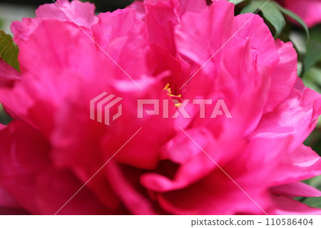 牡丹~~✿牡丹✿~~ 110586404