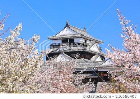 [愛媛縣]櫻花盛開的松山城天守閣 110586405