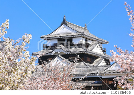 [愛媛縣]櫻花盛開的松山城天守閣 110586406