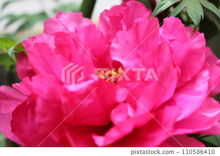 Peony ~ ~ ✿Peony✿ ~ ~ Peony ~ ~ ✿Peony✿ ~ ~ 110586410
