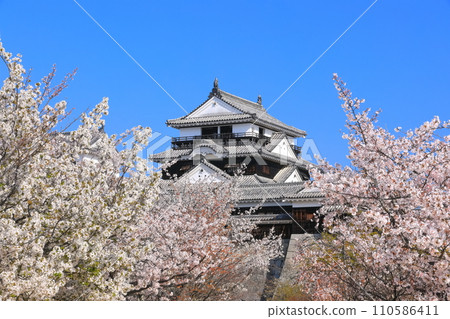 [Ehime Prefecture] Matsuyama Castle castle tower with cherry blossoms in full bloom 110586411