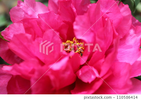 Peony ~ ~ ✿Peony✿ ~ ~ 110586414