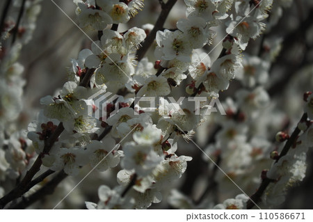 white plum blossom 110586671