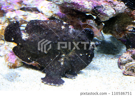 rog魚 rog魚 110586751