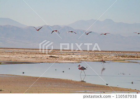 查克薩湖的火烈鳥 110587038