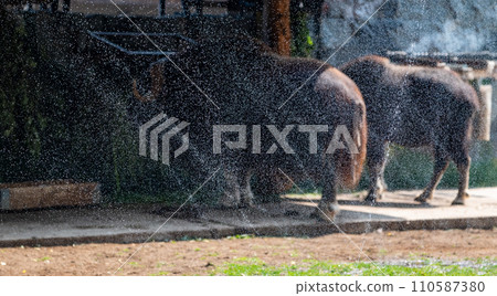 A musk ox sprayed with drops of water during the heat in the aviary of the Moscow Zoo 110587380
