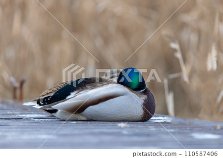 Wild ducks are sleeping on the pier, Lake Balaton of Hungary 110587406