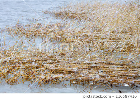 Winter wonderland at the fabulous Lake Balaton of Hungary 110587410