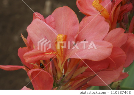 Canna Canna 110587468
