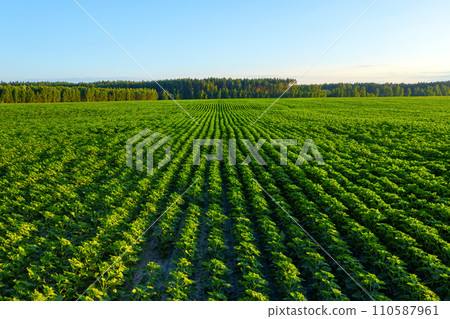 Aerial shot of a beautiful green cornfield on a nice summer day. Rich harvest and agriculture Concept. Ready to harvest maize grains on a farm during a beautiful summer day. Symmetrical planting. Aerial shot of a beautiful green cornfield on a nice summer day. Rich harvest and agriculture Concept. Ready to harvest maize grains on a farm during a beautiful summer day. Symmetrical planting. 110587961