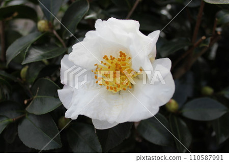 薩贊卡❀ 薩贊卡❀ 薩贊卡❀ 薩贊卡❀ 薩贊卡❀ 薩贊卡❀ 薩贊卡❀ 薩贊卡❀ 110587991