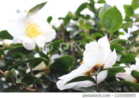 薩贊卡❀ 薩贊卡❀ 薩贊卡❀ 薩贊卡❀ 110588003