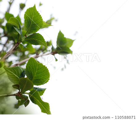 Spring season concept. Green leaves on white background 110588071