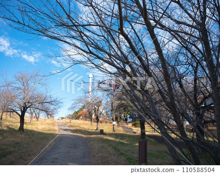 Wide blue sky seen in the park Wide blue sky seen in the park 110588504